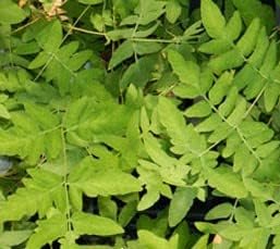 Greenwood Nursery: Live Perennial Plants - Royal Fern + Osmunda Regalis - [Qty: 5X 3.5 Pots] - (Click for Other Available Plants/Quantities)