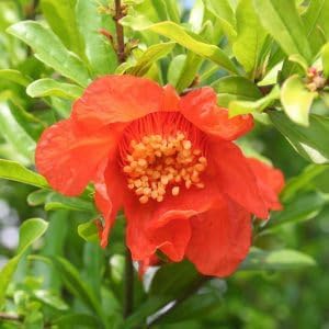 Live Dwarf Pomegranate Plant (Punica Granatum) - Compact, Ornamental Fruit Bearing Shrub, Indoor/Outdoor (2 pom-Dwarf Cups)