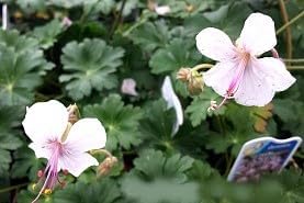 Greenwood Nursery: Live Perennial Plants - 'Biokovo' Cranesbill + Geranium x Cantabrigiense - [Qty: 10x Pint Pots] - (Click for Other Available Plants/Quantities)