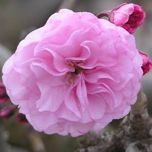 Live Kwanzan Cherry Blossom Tree – 8-12" Tall, Ornamental Pink Flowers