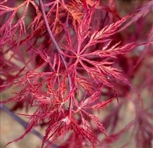 Red Dragon Weeping Japanese Maple - 3 Year Live Plant