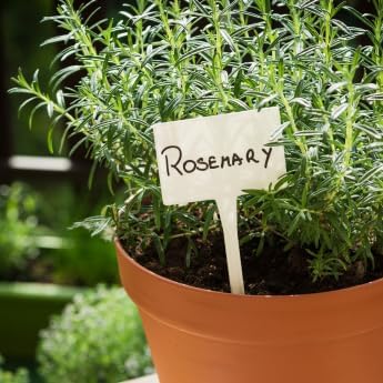 Grow Your Own Seed Pod - Complete Seed Pod Plugs with Plant Food (add Your own Seeds) - 10 Pods for Hydroponic Gardens, Click and Grow, Lettuce Grow and Outdoor Gardens