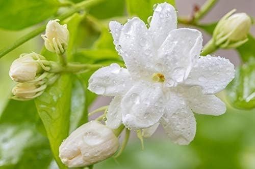 Sambac Jasmine Plant | 3 Live Plants | Jasminum Sambac | Fragrant White Blooms | Ideal for Indoor & Outdoor Planting | Aromatic Addition to Gardens & Patios | Lush & Decorative Foliage