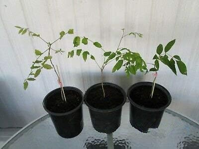 Alexa's Elegant Weeping Duo - 4 Live Trees to Plant - 2 Stunning Live Potted Blue Chinese Wisteria Seedlings - 2 Gold Weeping Willow Cuttings to Grow - Make Your Yard Stand Out