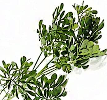 Organic Rue Seeds (Ruta graveolens) 100 Seeds (0.2 Grams) - Common Rue, Garden Rue, German Rue, Herb-of-Grace, Herbe à la Belle-Fille, Herbe de Grâce by Smoke Camp Crafts