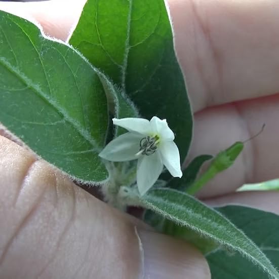 Premium Black Cobra Pepper (Capsicum Annuum) - Rare & Exotic Hot Chili Pepper, Perfect for Home Gardening and Gourmet Cooking (2 bkcbr pep Bags)