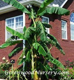 Greenwood Nursery: Live Perennial Plants - Musa Basjoo Cold Hardy Banana - [Qty: 1x Pint Pot] - (Click for Other Available Plants/Quantities)