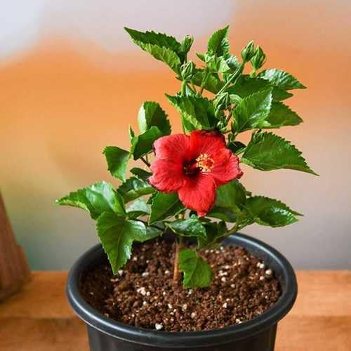 Red Hibiscus. rosa-sinensis. Live Plant - Tropical Blooming Hibiscus, Pretty Flowers, Used in Tea and Juice (2 red Hibiscus Cups)