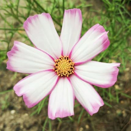 1000 Cosmos Candystripe Seeds - Long Blooming Period in All Zones - 4-5' Tall…