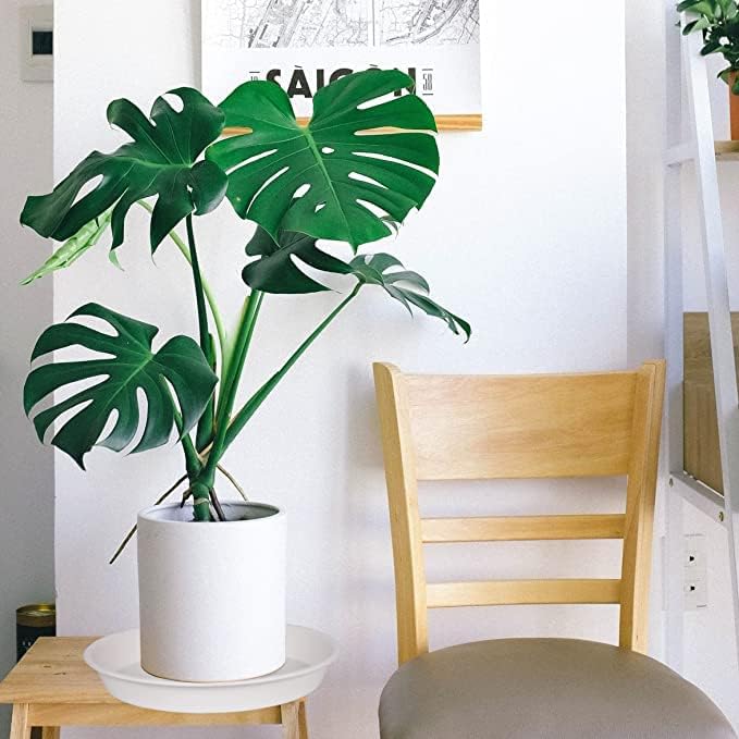 6 Pack of 12 inch Plant Saucer, Heavy Duty Plastic Plant Saucer 12" Round, Plant Tray for Pots, Flower Plant Saucers for Indoors, Plant Trays for Planter 11"/12" (12 inch, Creamy White)