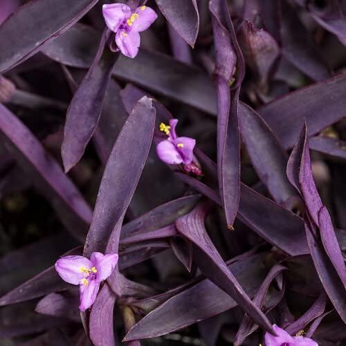 Purple Queen Tradescantia Setcresea I 30 Live Plants I Spiderwort | Lush Magenta Foliage for Striking Garden Contrast, Ideal for Ground Cover, Borders, & Containers