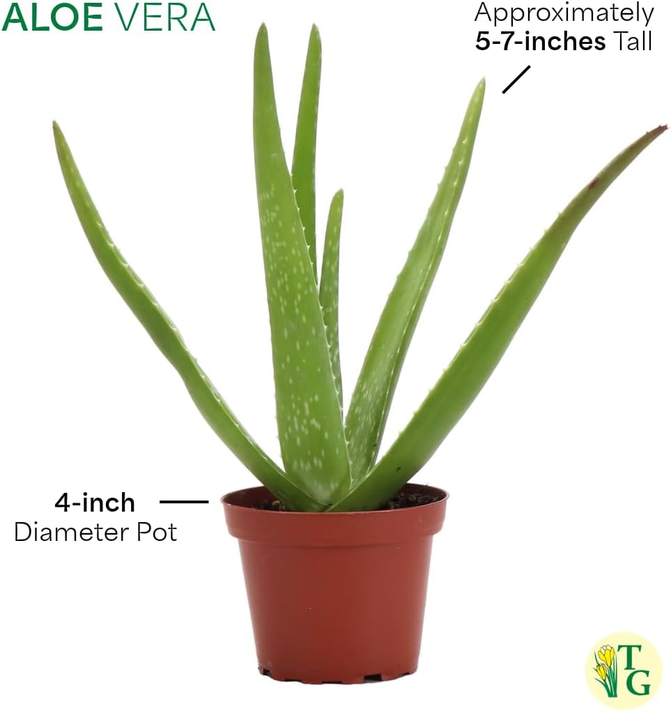 Thorsen's Greenhouse Aloe Vera, Live Indoor Plant, Aloe barbadensis, Easy to Grow, Succulent, Natural Air Purifier, 4" Diameter Pot (Nursery Pot)