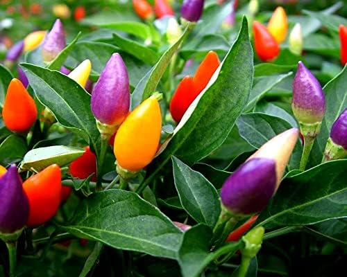 Seeds Decorative Pepper Masquerad Ornamental Hot Chili Pepper Multicolor 25+ Seeds for Planting Ideal for Pots