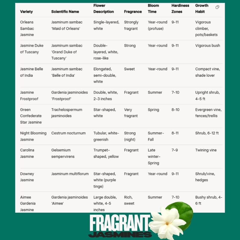 2 Carolina Jasmine Plants Live, Climbing Jasmine Indoor Outdoor Live, Fragrant, 5-9" in Tall, No Pot, Hardy and Fast-Growing
