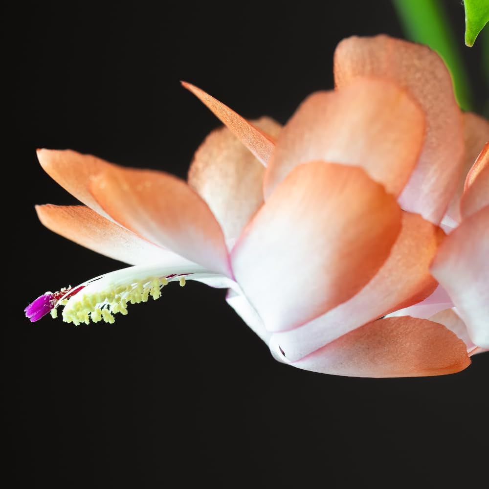 TriStar Plants - Thanksgiving Cactus - 4" inch Pot, Fasle Christmas Cactus, Easter Cactus, Holiday Plant, Winter Flowers, Christmas Plants, Winter Blooms (Lime Light)