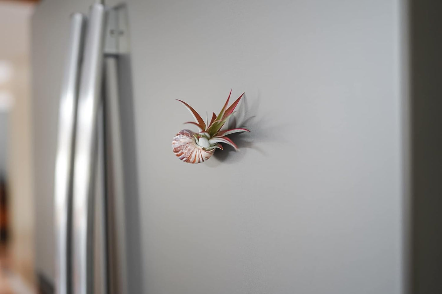 12 Pack Air Plants Red Abdita Tillandsia - Medium Air Plants Live Variety Pack - Live Succulent House Plant - Home Holders and Garden Decor - Easy Care Indoor and Outdoor Plants