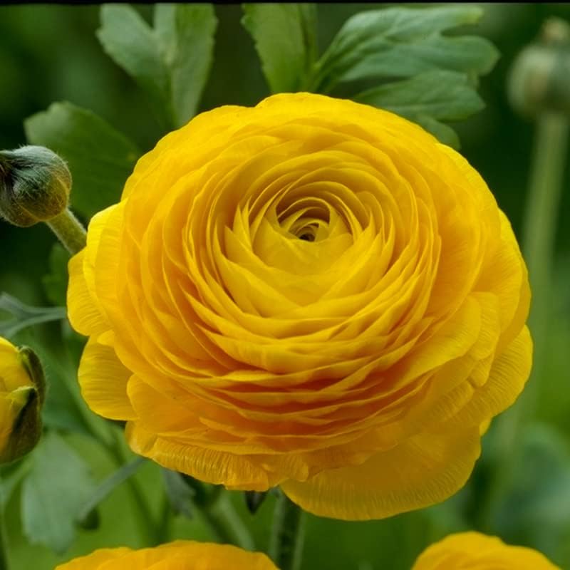 25 Yellow Ranunculus Bulbs Spring Planting - Buttercup Flower Bulb Value Bag - Plant in Gardens, Containers & Flowerbeds - Easy to Grow Perennial Flowers Bulbs by Willard & May