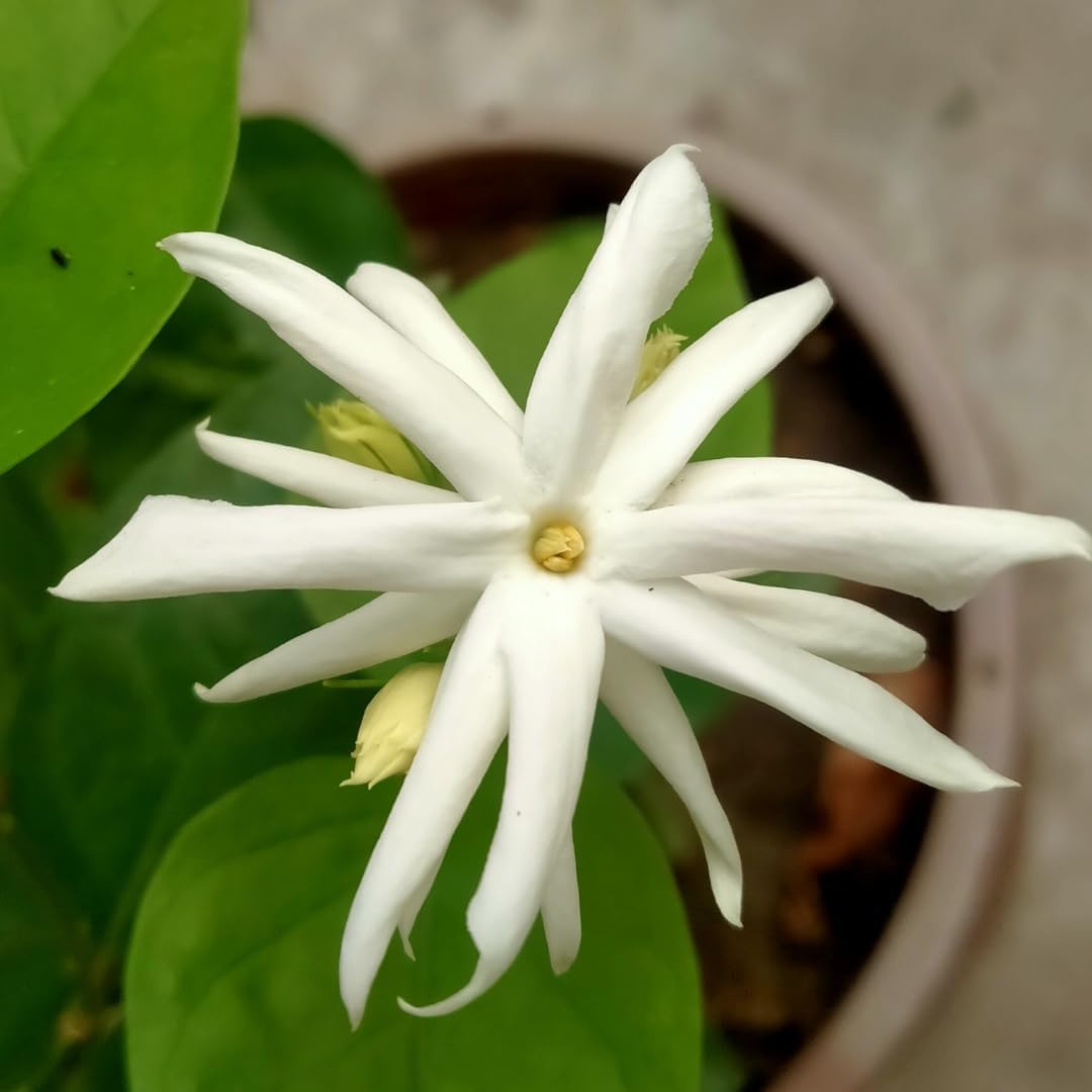 2 White Jasmine Plants Live, Climbing Jasmine Indoor Outdoor Live, Fragrant, 5-9" in Tall, No Pot, Hardy and Fast-Growing