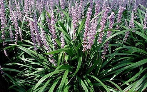 Emerald Goddess Liriope Muscari - 3 Live Plants - Drought Tolerant Low Maintenance Evergreen Ground Cover Grass