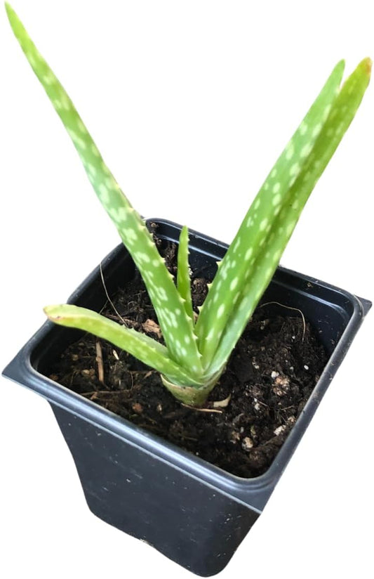 Live Aloe Plant (Aloe barbadensis Miller, Aloe Vera) in 2.5 inch Pot - Easy-to-Grow House Plant