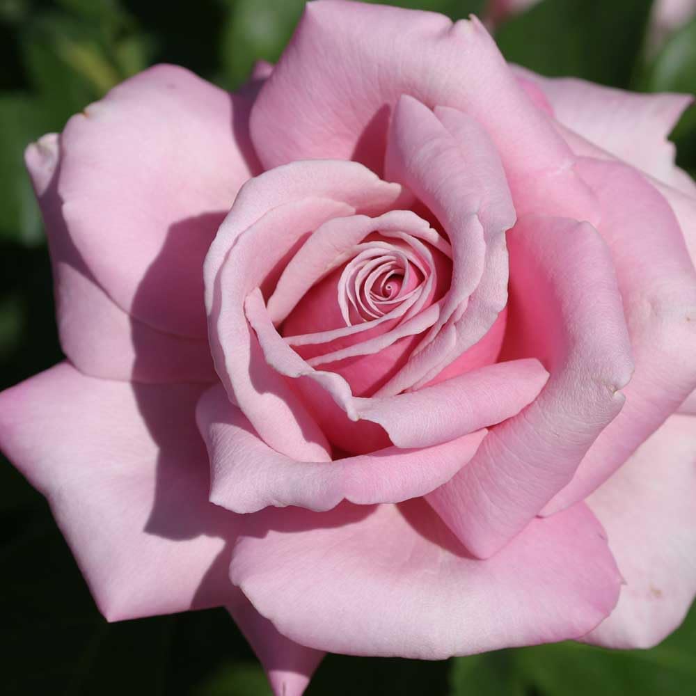 Heirloom Roses Rose Plant - Memorial Day™ Live Hybrid Tea Rose for Outdoor Planting