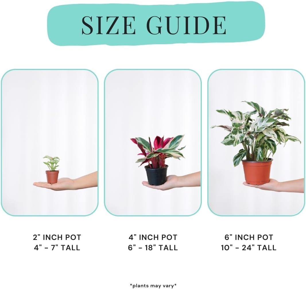 Calathea Assorted 4" pots: Grower's Pick, Indoor Plants, Easy Care Houseplant, Starter Plant,Live Indoor, Easy to Grow - Beginner Plant by Coollectiveplants (10 Pack)