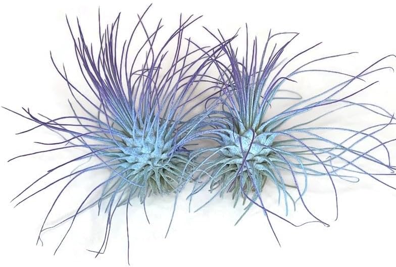 Thin Air Plant, Guatemala Tillandsia Live Airplant, Healthy Arrival Guaranteed, Great Indoor Plant, Home Decor & Gift (2 Rainbow #5)