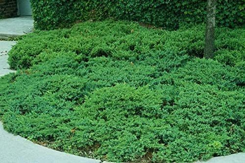 San Jose Juniper | 20 Live Plants | Juniperus Chinensis | Bonsai Drought Tolerant Cold Hardy Evergreen Groundcover