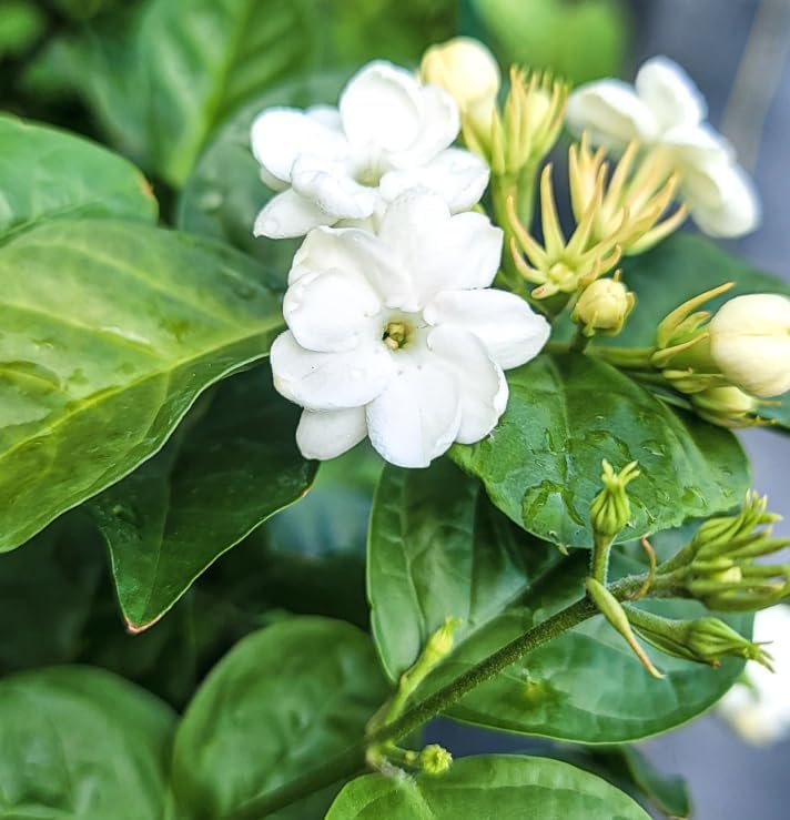 Sambac Jasmine Live Plant Frangant Jasmine Shurb White Jasmines Flowers Bush Plant 8-10 Inch Tall in 3 Inch Pot