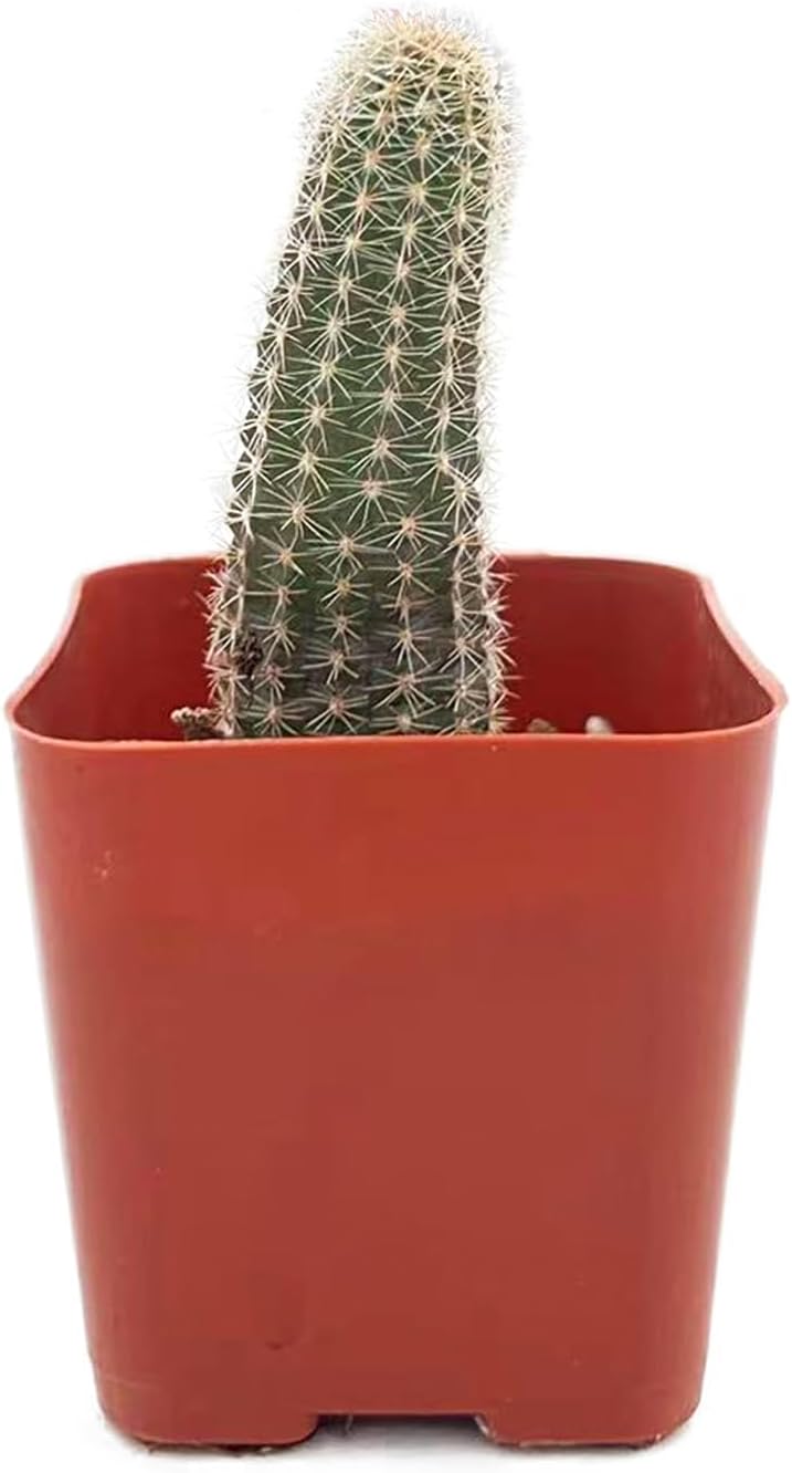 Sprout N Green Echinopsis chamaecereus H.Friedrich & Glaetzle, Live Cactus Plant Fully Rooted in 2" Pots with Soil Mix, Houseplant for Indoor Outdoor Home Office Wedding Decor Party Favor