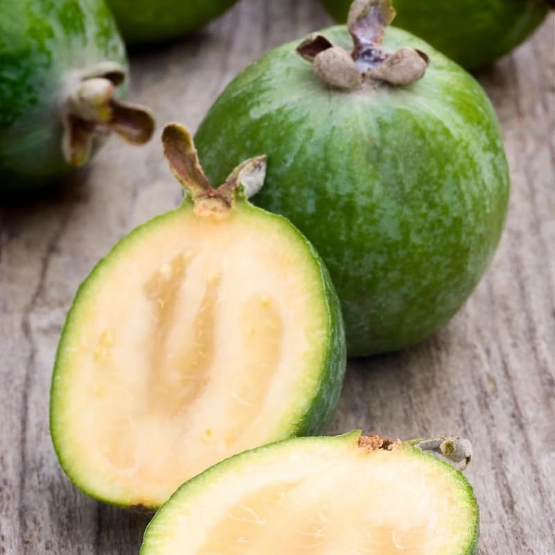 Pineapple Guava Plant Tree Live, Fragrant Guava Tree Plant for Growing, Very Well Rooted, 5 to 10 Inc Tall