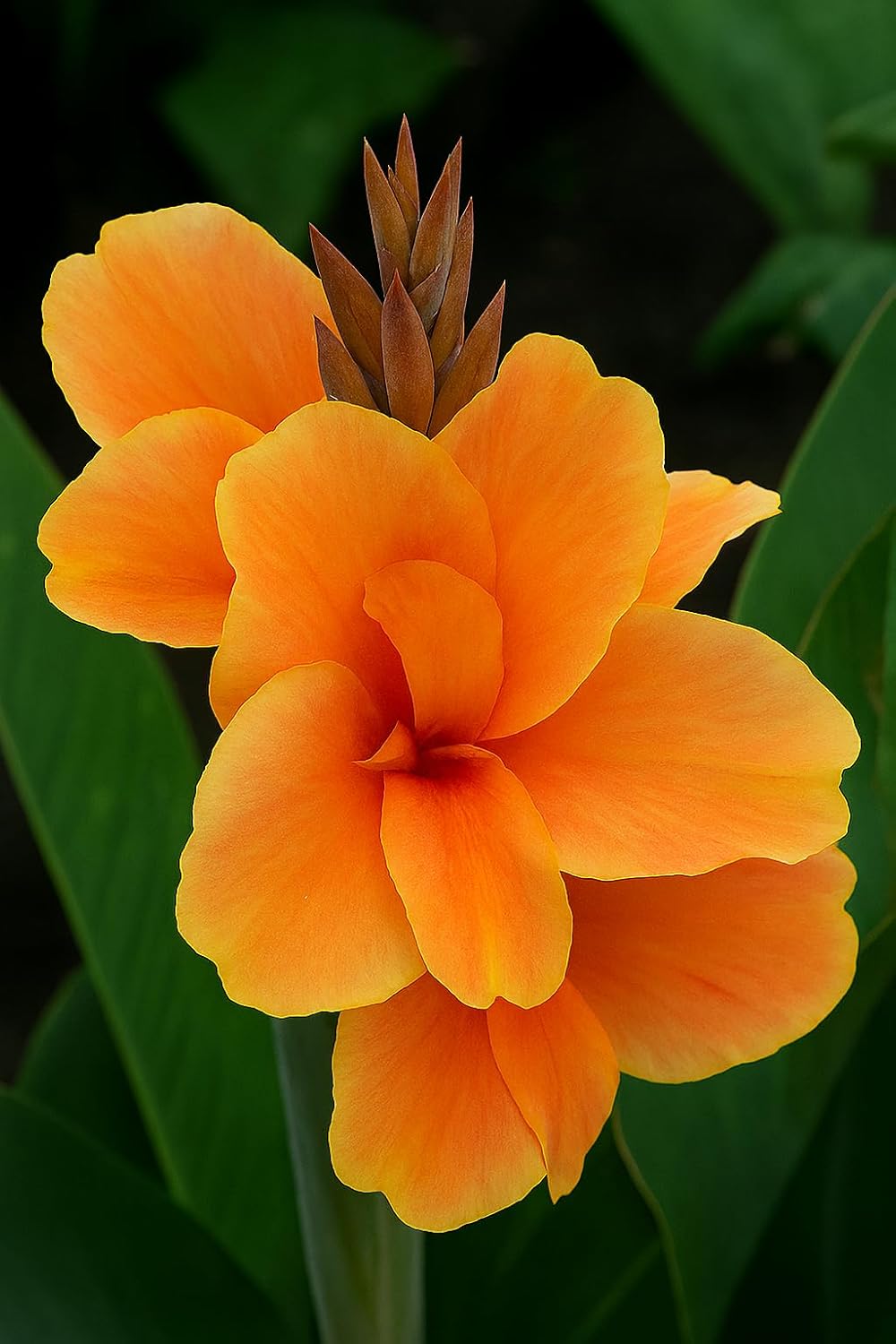 Canna Dwarf 'Tropical Sunrise' Bulb – Soft Peach Blooms for Containers & Gardens - Bring a Touch of The Tropics to Your Garden (3 Rhizomes)