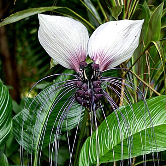 White Tacca Plants Live in 2 Inch Pot, White Bat Flower Well Rooted for Planting Indoor Outdoor, Ornamental Houseplant