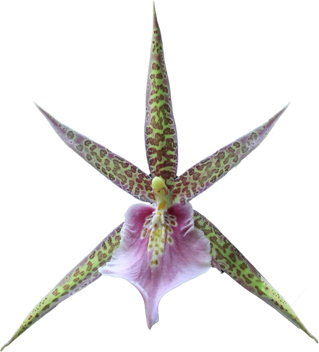 Charles M Fitch Izumi - Spicy Fragrance, Easy to Grow, floriferous (NOT in-Bud/Bloom When Shipped)