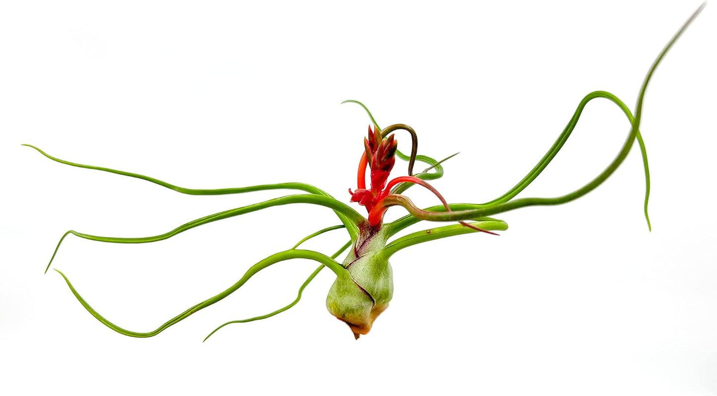 Air Plants - Flowering Tillandsia Bulbosa Belize, Giant 7-9" - 1ct - Live Arrival Guaranteed - House Plants for Home Decor & Gift