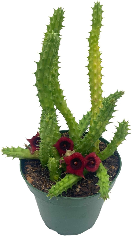 BubbleBlooms Huernia Red Dragon Stapelia Cactus/Huernia penzigii, in 4 inch Pot