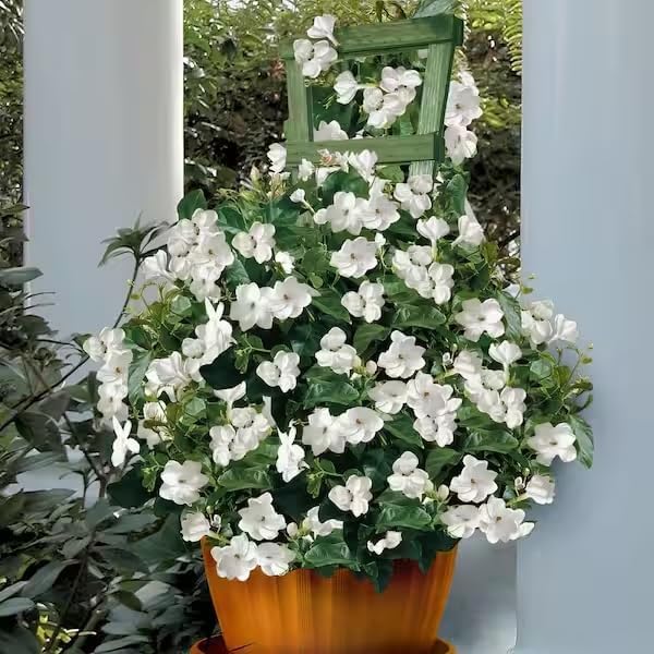Arabian Jasmine (Jasminum Sambac) - Live, Fragrant, Blooming, Indoor/Outdoor Decorative Plant (2 Arab jas Cups)