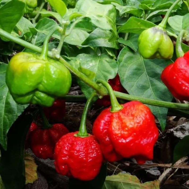 Pack 2 Pepper Plants, Hot Chili Pepper Live Plants for Growing, 80 Days Old Plants (Red Ghost Pepper)