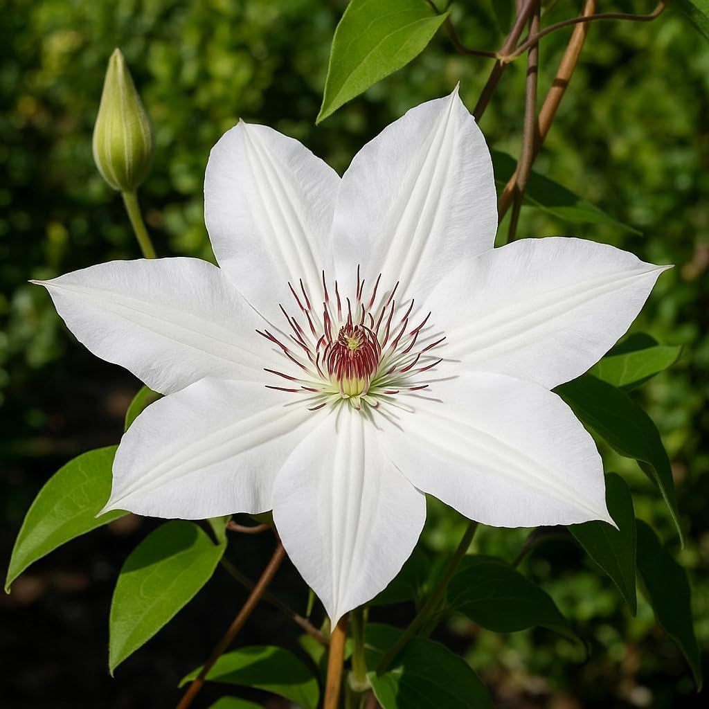 Perennial Farm Clematis 'Henryii' Hybrid – Live Flowering Vine in 4 Quart Container, Large Pure White Blooms with Creamy Centers, Long Blooming, Ideal for Trellises, Arbors & Classic Garden Displays