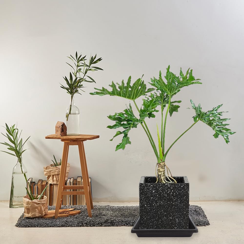 12 Inch 2 Pack Plant Saucer Square, Plant Saucers for Indoors and Outdoors, Flower Pot Saucers, Saucers for Potted Plants, Plant Water Catcher Trays for Pots (12"-Black)