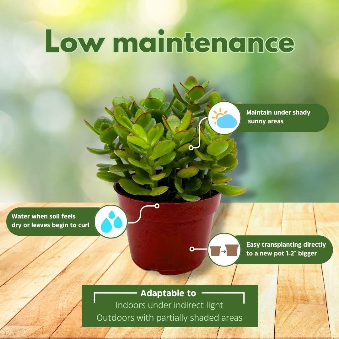 BubbleBlooms Jade Succulent in a 4 inch Pot Crassula ovata