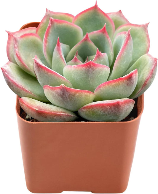 Live Succulent Echeveria 'Silhouette', Approx 2-inch Large, Potted Succulents, Fully Rooted, Easy Care House Plants