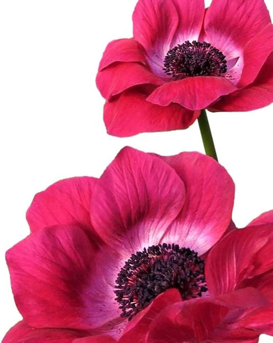 Easy to Grow Anemone Italian Mistral Magenta 10 Plant Bulbs - Magenta Pink Flowers in Spring, Full Sun Outdoor Zones 8-10