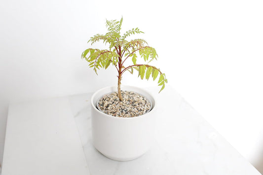 My Shelfie Bonsai Tree Blue Jacaranda Starter Kit, 3 Inch Pot, White Ceramic Planter with Sand Topper