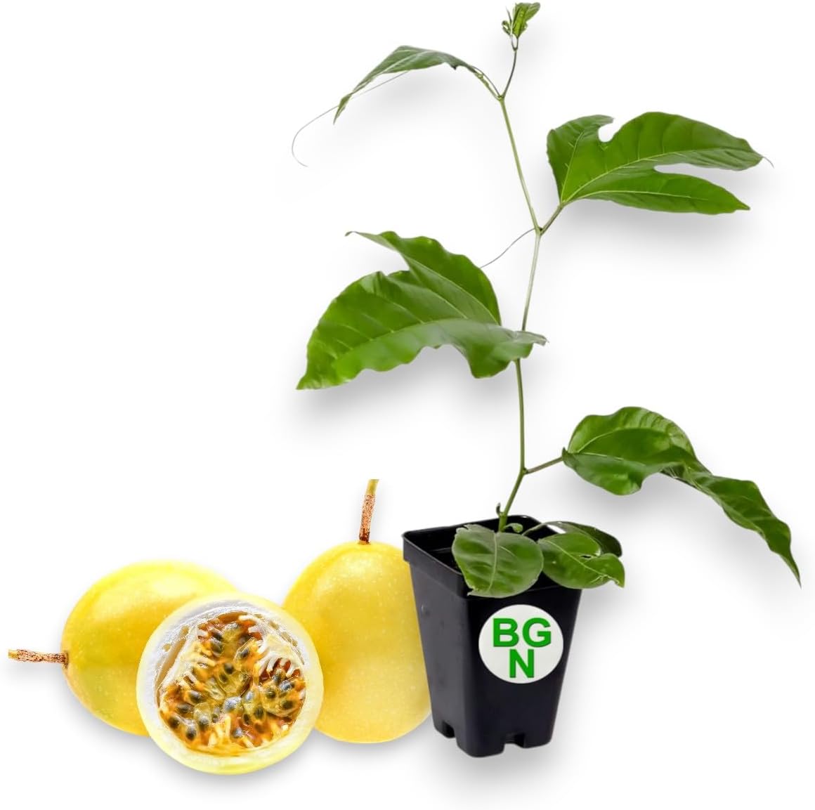 Lilikoi Yellow Passion Fruit Plant - Yellow Passion Fruit Vine - Live Plant