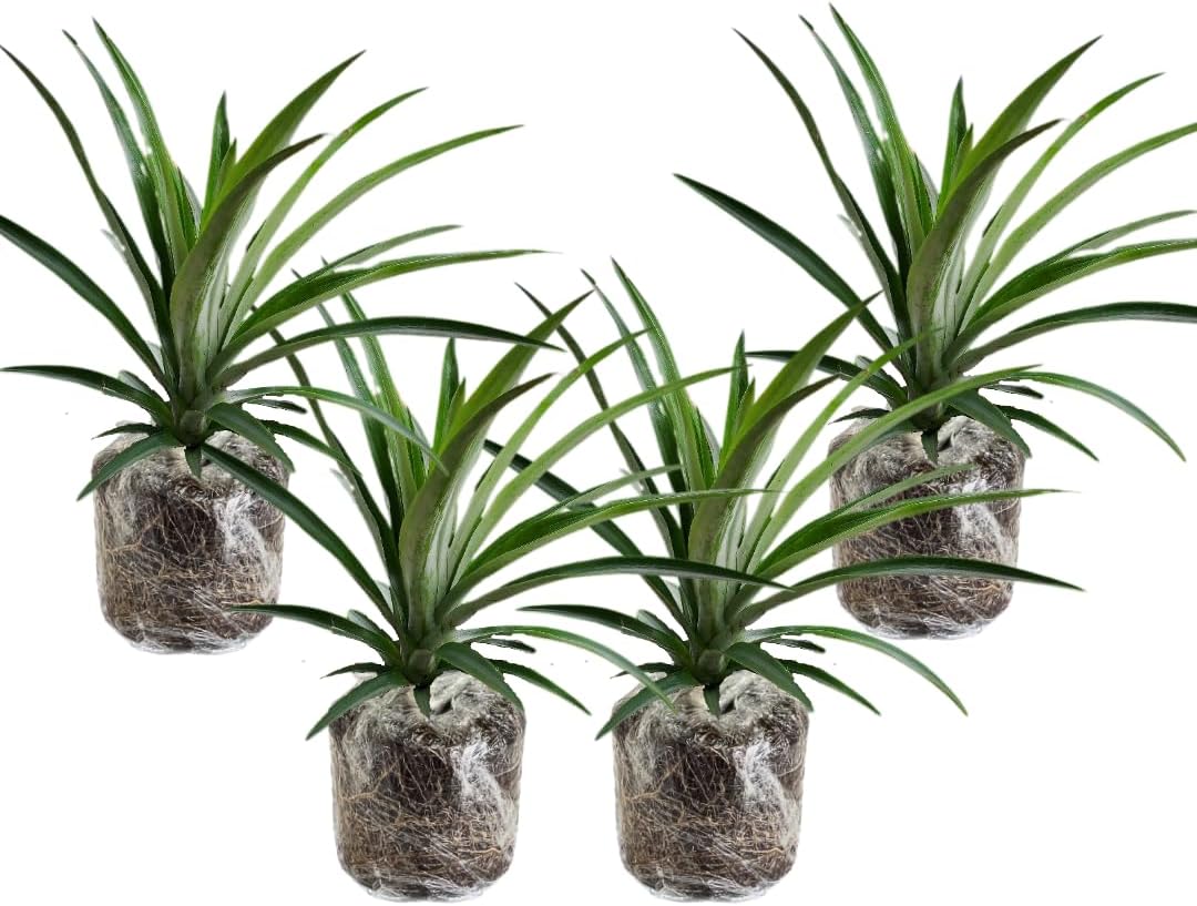 3 Elite Gold Pineapple Plants Live, 5-9 Inch Tall, Tropical Pineapple Fruit Tree Seedlings for Planting