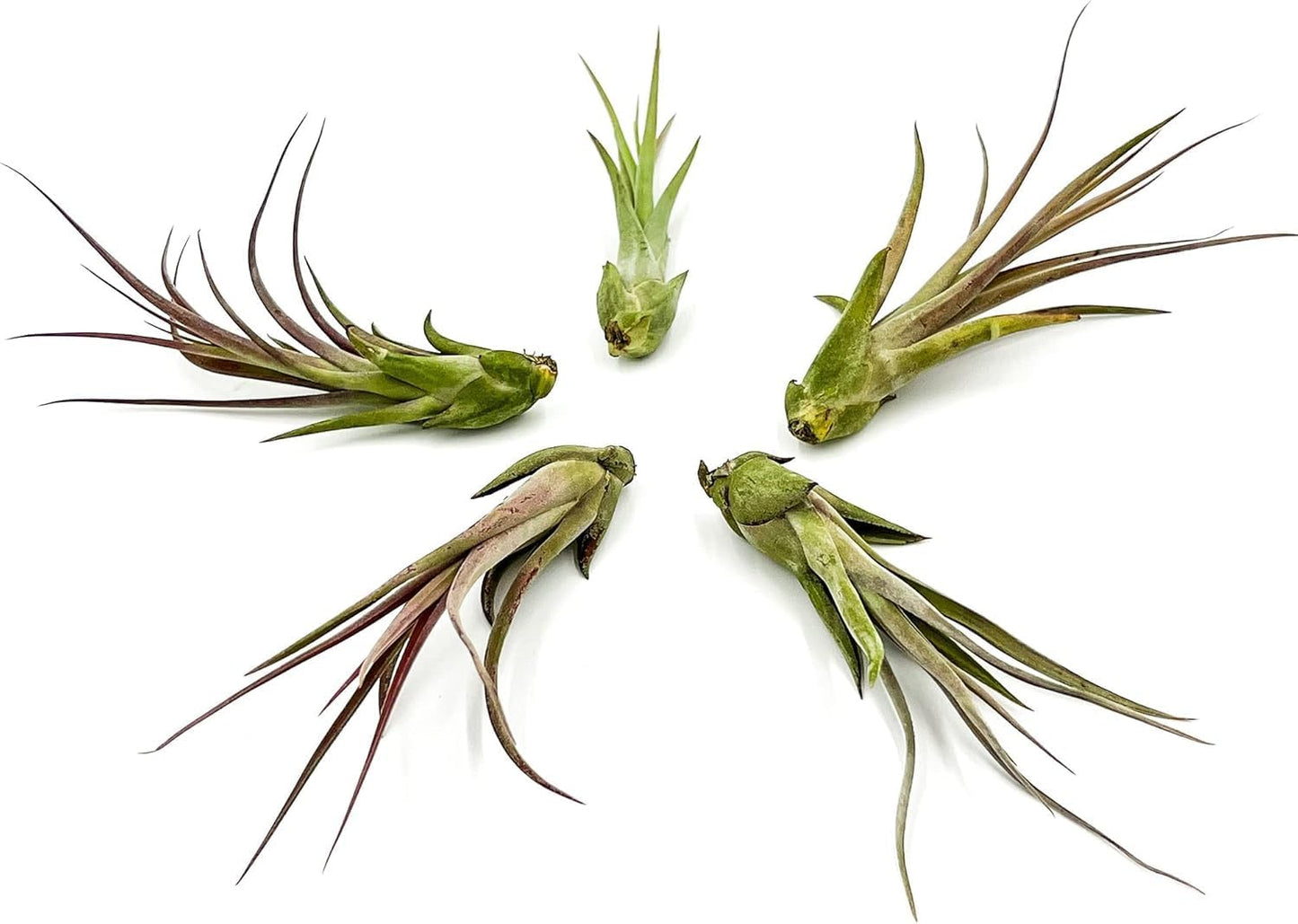 Live Air Plant – Tillandsia Capiput, Jumbo 6-9” - 3 ct - Live Arrival Guaranteed - House Plants for Home Decor & Gift