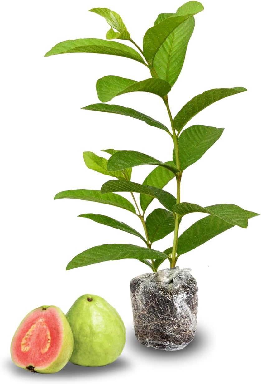 Guava Tree Live Plant, Pink Guava Trees, Guava Fruit Tree for Planting Indoor Outdoor Garden, 5 to 9 Inches Tall