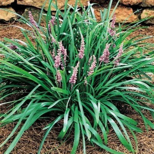 Emerald Goddess Liriope Muscari - 10 Live Plants - Drought Tolerant Low Maintenance Evergreen Ground Cover Grass