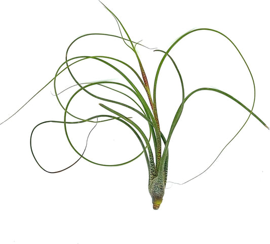 Live Air Plants - Tillandsia Butzii, Jumbo 7-9" - 1ct - Live Arrival Guaranteed - House Plants for Home Decor & Gift